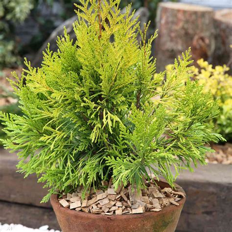 Detailné zábery na zlatisto-zelené ihličie odrody '4ever Goldy'