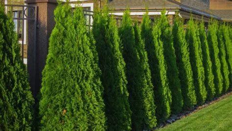 Ilustrácia správneho strihania tuje pre zosilnenie rastu