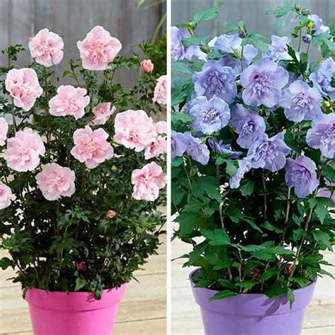 Kolekcia rôznych odrôd zvončeka karpatského s rozmanitými farbami kvetov.