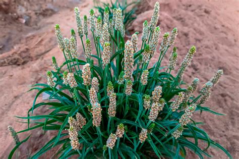 Pole s pestovaným skorocelom indickým (Plantago ovata)
