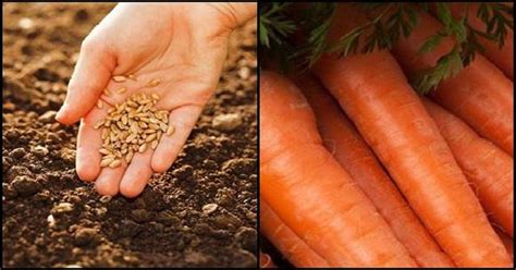 detail výsevu semien mrkvy