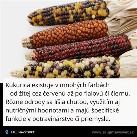 Ilustrácia rôznych odrôd kukurice