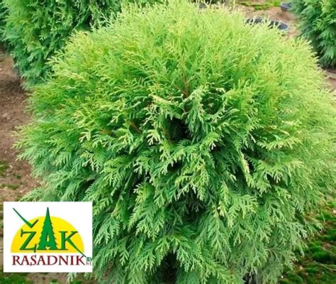 Detailné zobrazenie ihličia tuje západnej 'Globosa'