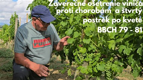 infografika zobrazujúca stupne odolnosti viniča voči chorobám