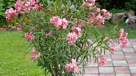 Ilustrácia odrezku oleandra pripraveného na zakorenenie.