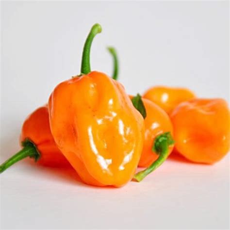 Tematické foto: Plody čili papričiek Habanero rôznych farieb