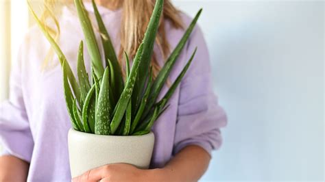 Schéma pestovania a ideálnych klimatických podmienok pre Aloe vera
