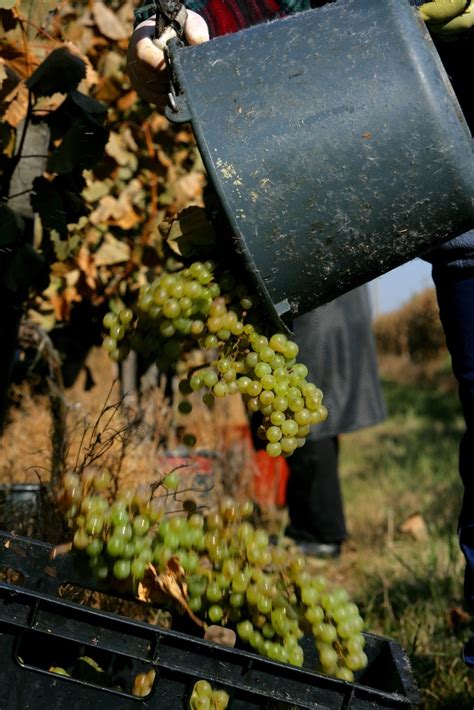 Schéma ručného zberu hrozna do prepraviek a jeho preprava do vinárstva