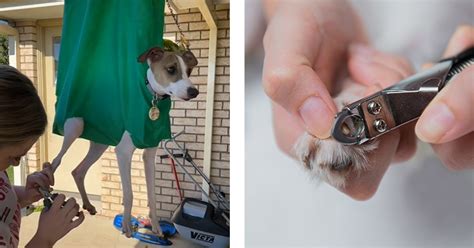 Ilustrácia správneho strihania psích pazúrikov.