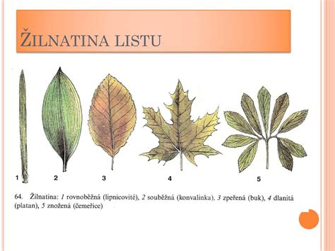 Ilustrácia listov brestu hrabolistého s detailom žilnatiny a pílkovitého okraja