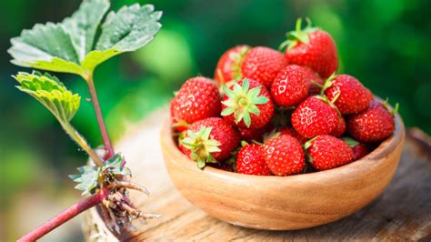 Ilustrácia jahodových poplazov s mladými rastlinkami