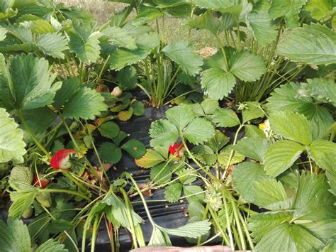 Schéma meristémovej kultúry jahôd v laboratórnych podmienkach