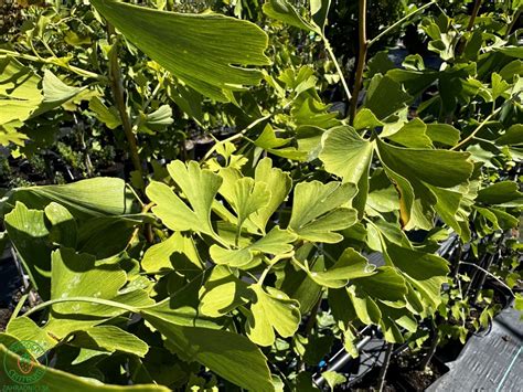 ginko dvojlaločné (Ginkgo biloba) s charakteristickými listami