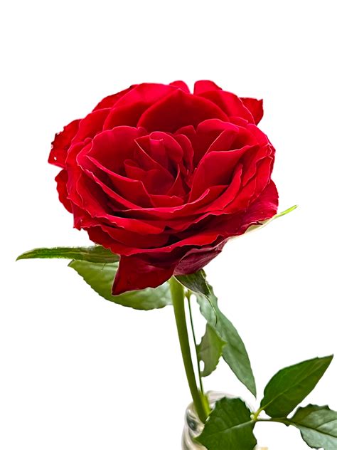 obrázok kríka ruže Black Forest Rose® s bohatým červeným kvitnutím