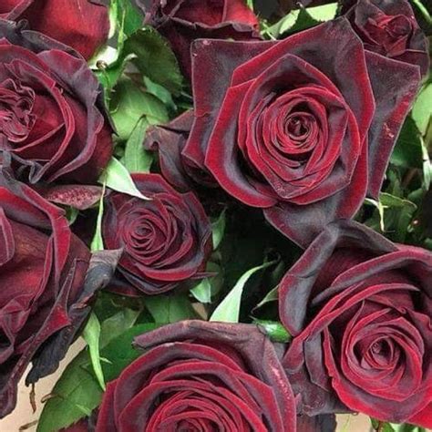 detail kvetu ruže Black Perfumella® s tmavou, zamatovou farbou