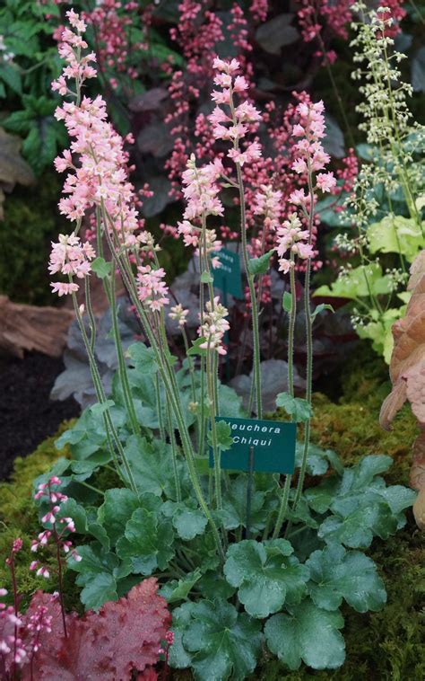 Heuchera: ukážka sfarbenia listov a kompaktného tvaru