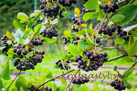 Foto: vŕbový ker zrezaný 