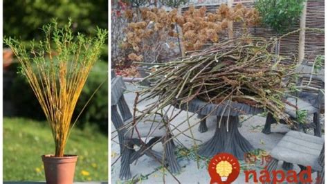 Foto: namočené vŕbové prútie v nádobe