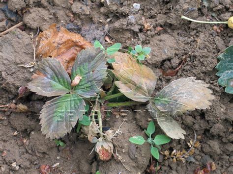 Informačná grafika zobrazujúca bežné choroby jahôd a spôsoby ich liečby.