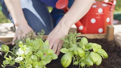 Deti pracujúce na bylinkovej záhradke