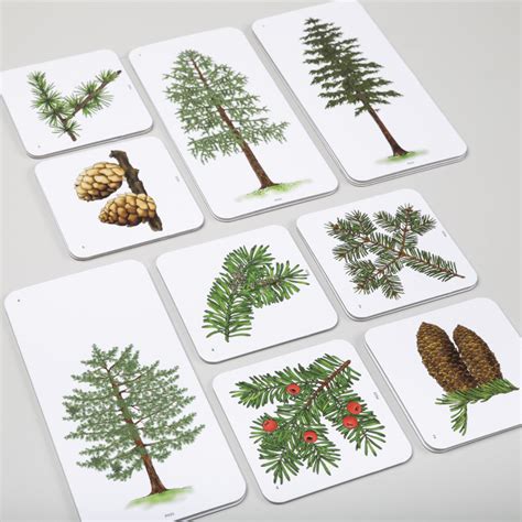 Ilustrácia rôznych druhov ihličnatých stromov s ich charakteristickými tvarmi a ihličím.