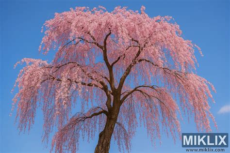 fotografia japonskej čerešne 'Amanogawa' v plnom kvete