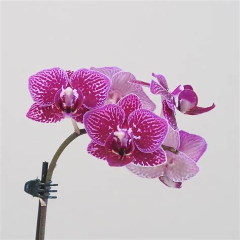 Detailná fotografia kvitnúcej rastliny, napr. orchidea alebo ruža