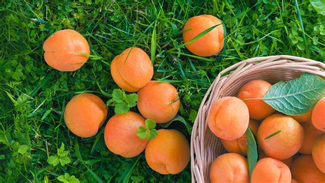 Infografika zobrazujúca zloženie bobule hrozna so zameraním na obsah antioxidantov v šupke a jadierkach