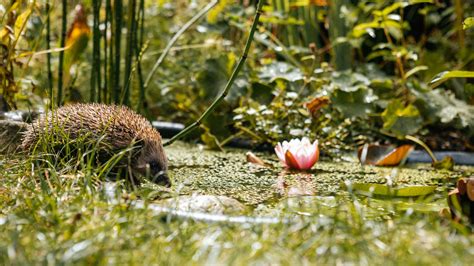 Tematické foto aksamietnic v záhrade
