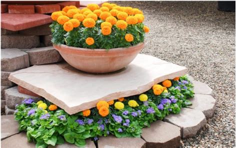 Aksamietnice v kvetináčoch na balkóne