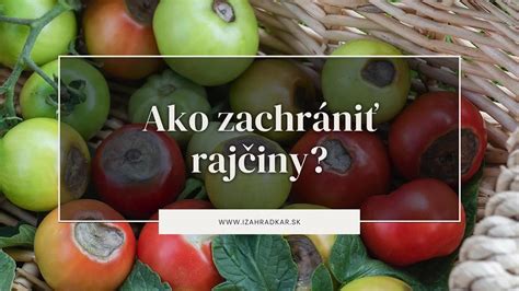 infografika rôznych odrôd rajčiakov s popiskami ich chutí