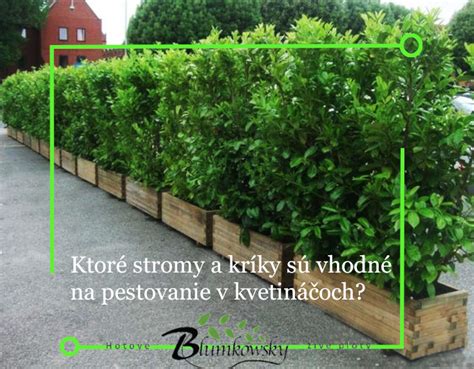 ilustrácia - krušpán tvarovaný do gule alebo živého plota