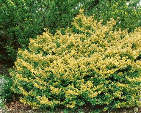 fotografia - cezmína vrúbkovaná ako alternatíva krušpánu