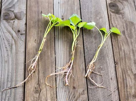 fotografia sadenice kríka s uvoľnenými koreňmi pred výsadbou