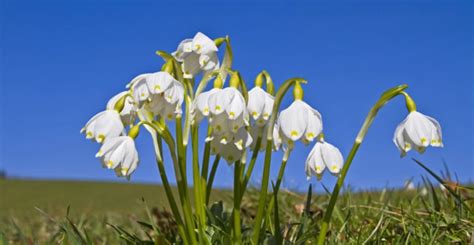detailná fotografia kvitnúceho pajazmínu