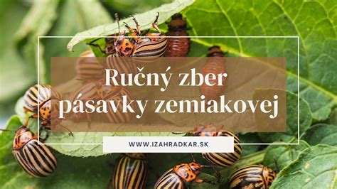 Ručný zber pásaviek zemiakových