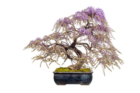 Detailná fotografia bonsaja s jemne drôtovanými vetvami