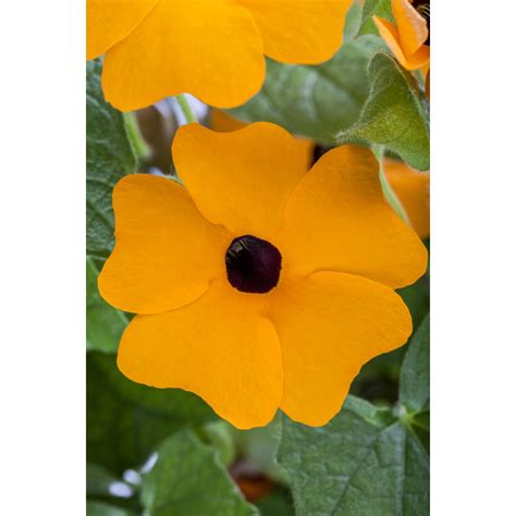 Koláž žltých popínavých rastlín