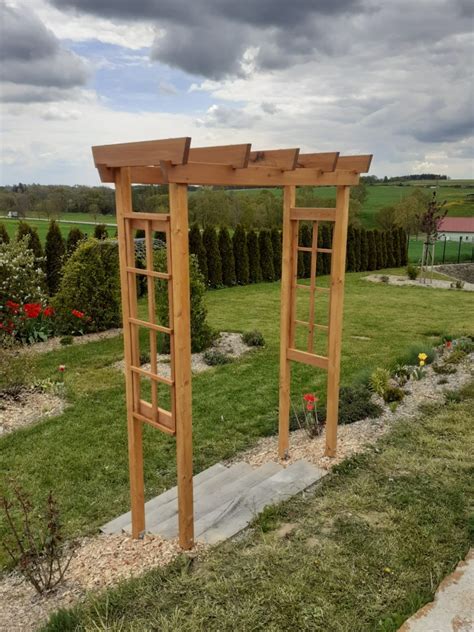 Fotografia žltej popínavej ruže na pergole