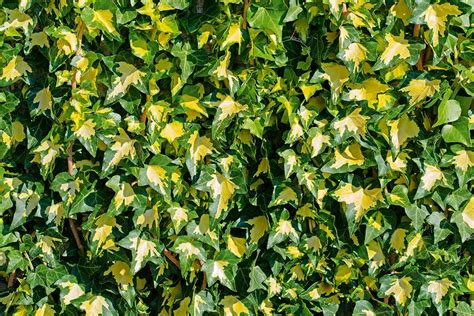 Brečtan so žlto-zelenými panašovanými listami