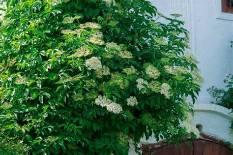 Nízko rastúci plazivý krík kľukvy s plodmi v záhradnej nádobe