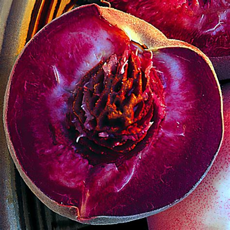 Ilustrácia broskyne odrody 'Sanguine de Savoie' s detailným pohľadom na tmavočervenú šupku a krvavočervenú dužinu.