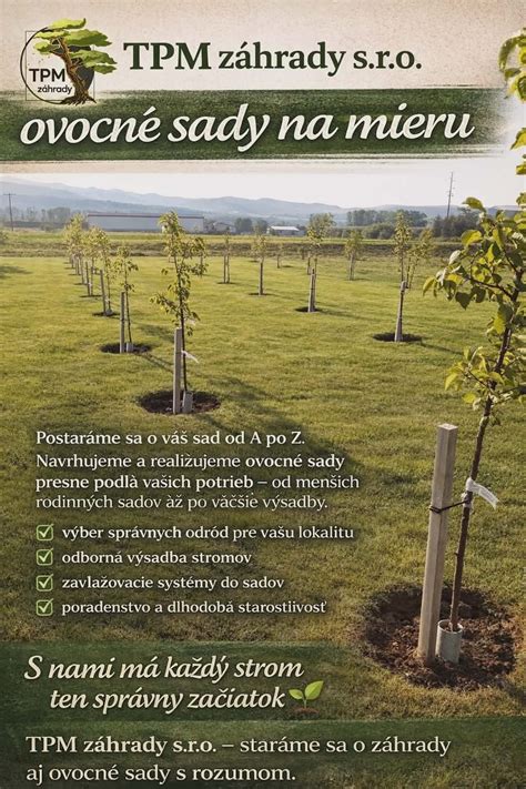 Infografika zobrazujúca správny postup výsadby ovocného stromčeka, vrátane prípravy jamy, umiestnenia stromčeka a vytvorenia zálievkovej misky.