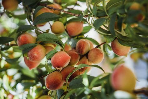 Ilustrácia broskyne pestovanej v črepníku na balkóne s navrhnutou oporou.