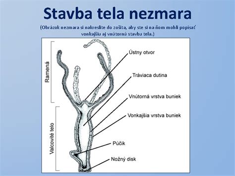 Schéma stavby tela nezmara s vyznačenými chápadlami a ústnym otvorom