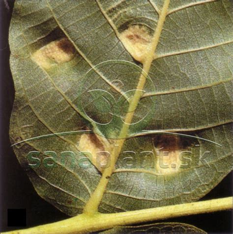 Tematická fotografia: poškodené zemiakové listy s pásavkami a larvami