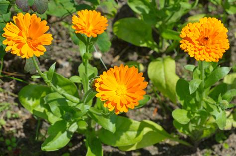 Koláž: rastliny ako nechtík, chren, kôpor, ktoré odpudzujú pásavku