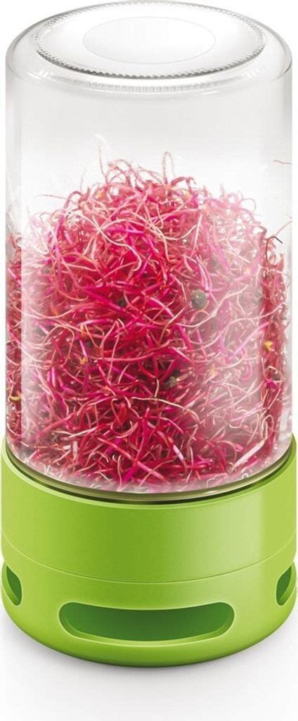 Nádoba so zasadenými semienkami paradajok pripravená na klíčenie.