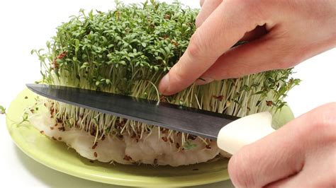 ilustrácia pestovania žeruchy na vate v miske