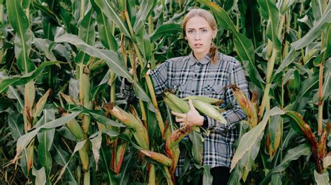 Ľudia zbierajúci plodiny na kukuričnej farme